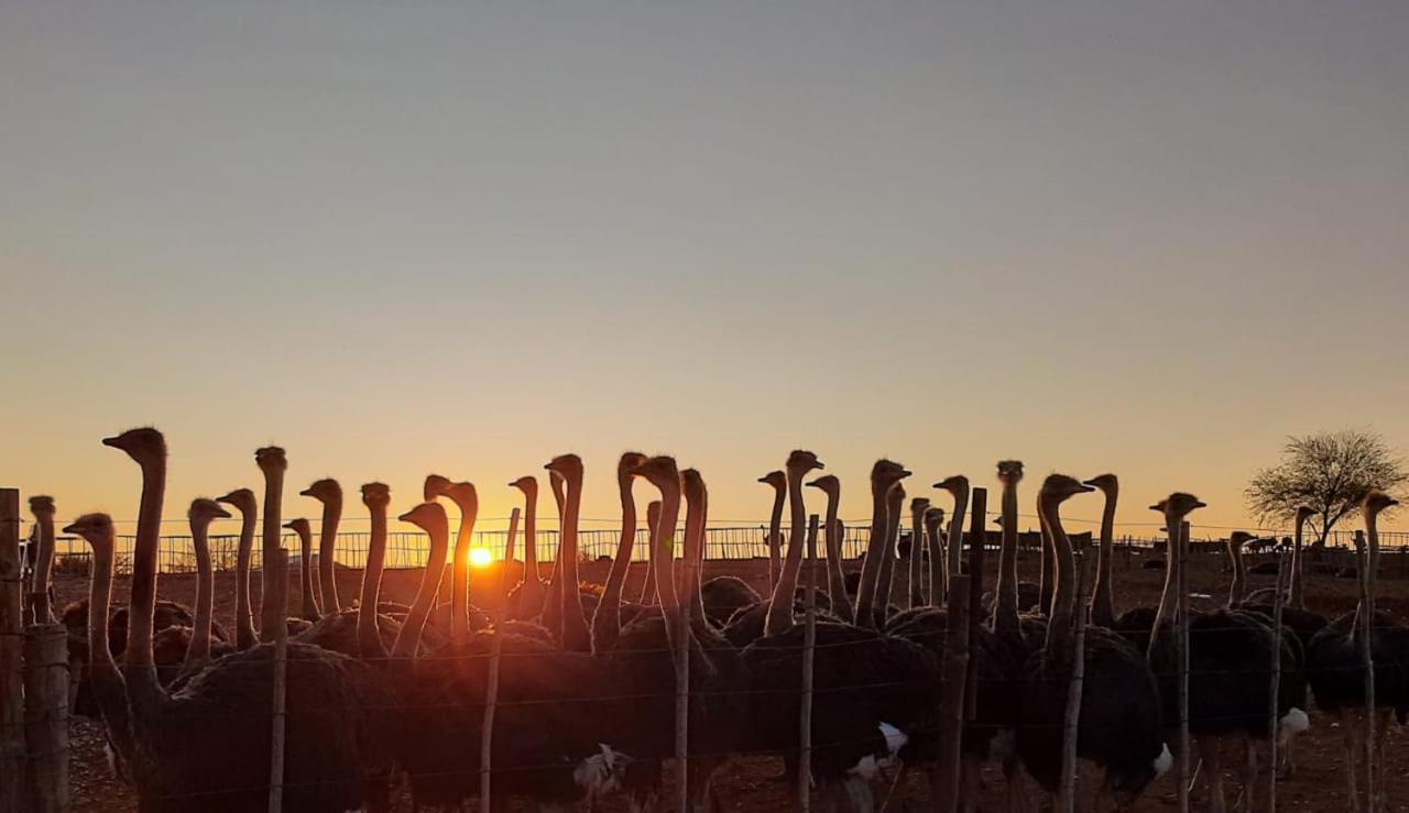 Pureplaas Self Catering Volmoed Oudtshoorn Klein Karoo Διαμέρισμα Εξωτερικό φωτογραφία