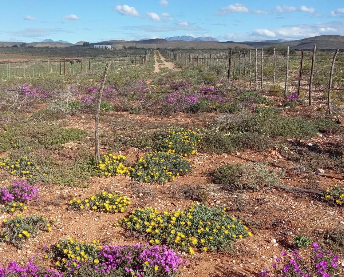 Pureplaas Self Catering Volmoed Oudtshoorn Klein Karoo Διαμέρισμα Εξωτερικό φωτογραφία