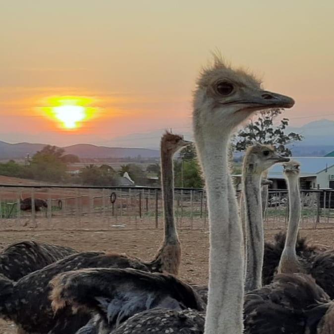 Pureplaas Self Catering Volmoed Oudtshoorn Klein Karoo Διαμέρισμα Εξωτερικό φωτογραφία